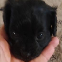 Cookie - Black female Cavapoo puppy in East Providence, Rhode Island from Marta's Cavaliers