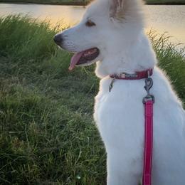 German Shepherd and White Shepherd Puppies from Scenic Creek German Shepherds