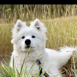 Samoyed Puppies from Falling cedar farm samoyeds