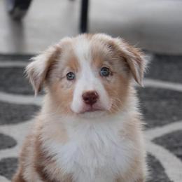 Nicole's RMM - Red merle male Miniature Australian Shepherd puppy in Goliad, Texas from Sassy Lil Aussies and Diamond W Poodles