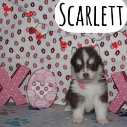 Scarlett - Chocolate female Pomsky puppy in Clarkston, Utah from Red Rock Ranch Breeders