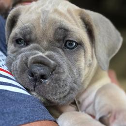Cane Corso Puppies from HOUSE OF HALL CANE CORSOS