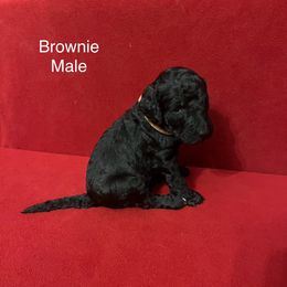 Poodle Puppies from Petal Poodles