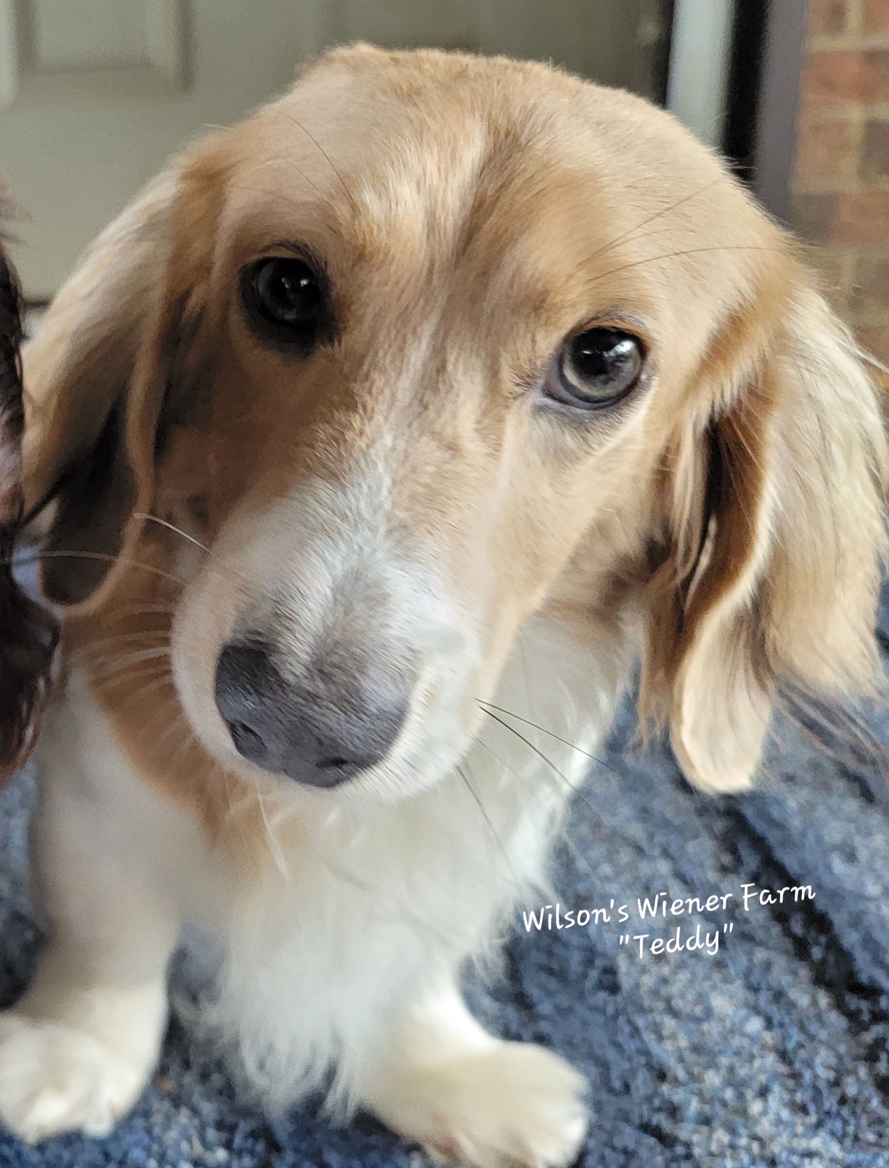 Teddy - Dachshund