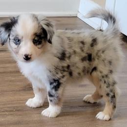 American Eskimo Dog, Miniature American Shepherd, and Miniature Australian Shepherd Puppies from Connie's American Eskimo Dogs and Mini Australian Shepherd Dogs
