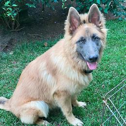 German Shepherds from P & P SHEPHERDS