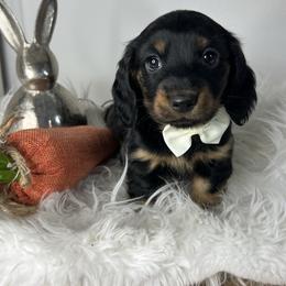 Black and tan boy - Black and tan male Dachshund puppy in Payette, Idaho from NT Mini Doxies