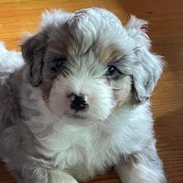 Aussiedoodles and Goldendoodles from Bar W Doodles