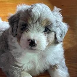 Aussiedoodles and Goldendoodles from Bar W Doodles