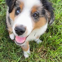 Miniature Australian Shepherd and Toy Australian Shepherd All Grown Up from Rolling Ridge Farms