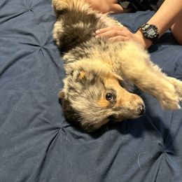 John Dutton - Blue merle Toy Australian Shepherd puppy in Marshall, Missouri from Schuber's Stockdogs