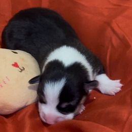 Pembroke Welsh Corgi Puppies from Promise Land Farm