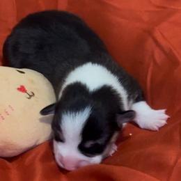 Pembroke Welsh Corgi Puppies from Promise Land Farm