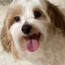 MAIA - Havanese