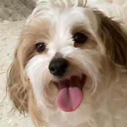 MAIA - Havanese