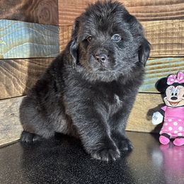 Minnie - Black female Newfoundland puppy in Tully, New York from Bear Paw Newfoundlands