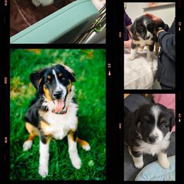 Australian Shepherd puppies from Cara Harker