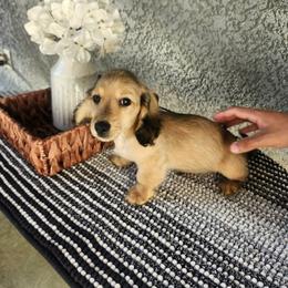 Aspen - Cream male Dachshund puppy in Visalia, California from DachGraston Dachshunds