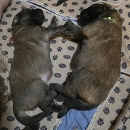 Rose Collar - Reddish brown female Leonberger puppy in Perry County, Pennsylvania from Corazon de Leon Leonbergers