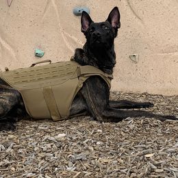 Belgian Malinois and xDutch Shepherds from RGR Malinois
