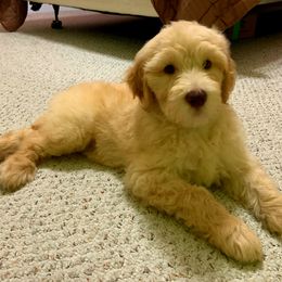 Labradoodle Puppies from 101 Labradoodles