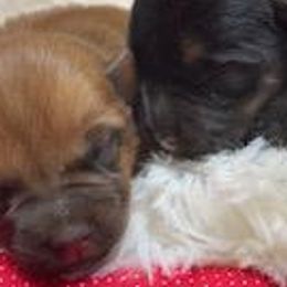 Miniature Schnauzers and Norwich Terriers from Ranch 4M
