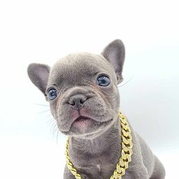 Simon - Blue French Bulldog puppy in Puyallup, Washington from Ohana Bulldogs PNW