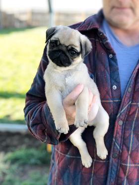 Pug at home with family
