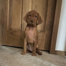 Vizsla Puppies from Elisha Martinez