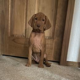 Vizsla Puppies from Elisha Martinez