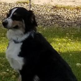 Australian Shepherds and Pembroke Welsh Corgis from TnT's Aussies and Corgis