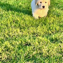 Golden Retriever and Labrador Retriever Puppies from Abels Envy Retrievers