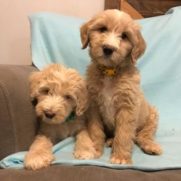 Bernedoodle and Goldendoodle Puppies from O'Dells Doodles