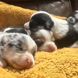 Boy 2 - male American Corgi puppy in Payson, Illinois from Creek Farm Corgis