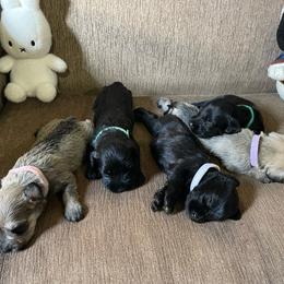 Daisy (White Collar) - Salt and pepper female Miniature Schnauzer puppy in San Diego, California from KMS-Miniature Schnauzers