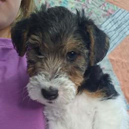 Andrew - White black and tan male Wire Fox Terrier puppy in Lancaster, Missouri from Missouri Meadows Farm
