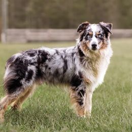 Pencil - Australian Shepherd