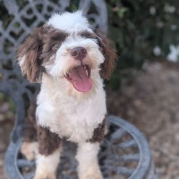 Bandit - Brown and white male Aussiedoodle puppy in Tucson, Arizona from Ever After Doodles Arizona