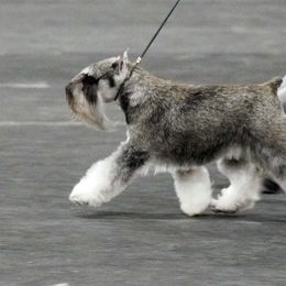 Miniature Schnauzers from Express Miniature Schnauzers