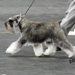 Miniature Schnauzers from Express Miniature Schnauzers