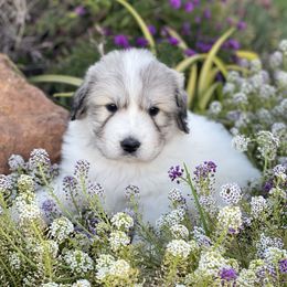 Girl 1 - White and badger female Great Pyrenees puppy in Cedar City, Utah from Forestwood Farms Great Pyrenees