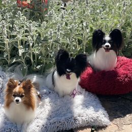 Papillon All Grown Up from DogBond Papillons