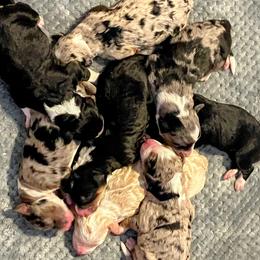 Aussiedoodle puppies from Sand Creek Ranch Aussiedoodles