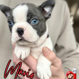 Mario - Blue male Boston Terrier puppy in West Jefferson, Ohio from Kline Kennels