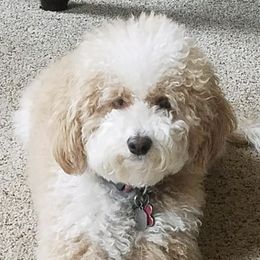 Goldendoodles from Karen's Micro Mini Goldendoodles