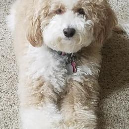 Goldendoodles from Karen's Micro Mini Goldendoodles