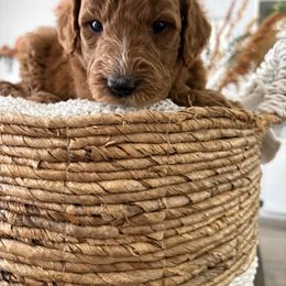 Noelle - Red  female Goldendoodle puppy in Brooksville, Florida from Abby’s Standard Goldendoodles