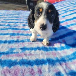 Dachshund Puppies from Grecian Kennel