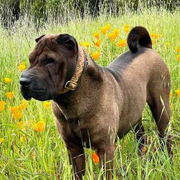 Chinese Shar-Pei All Grown Up from ENZI PEI