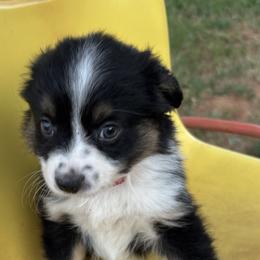 Miniature Australian Shepherd Puppies from Mini Aussies In Texas